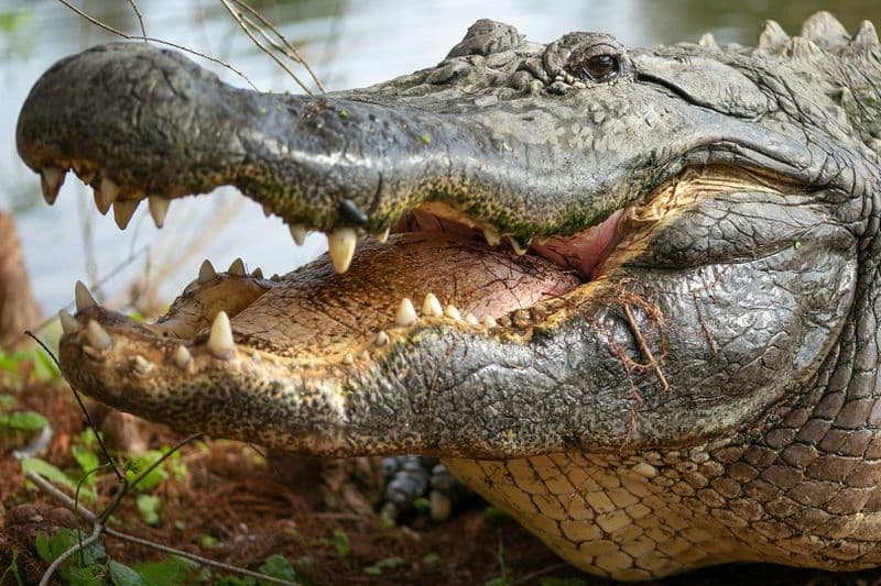 Billet Gatorland Orlando : Le forfait Grand Gator
