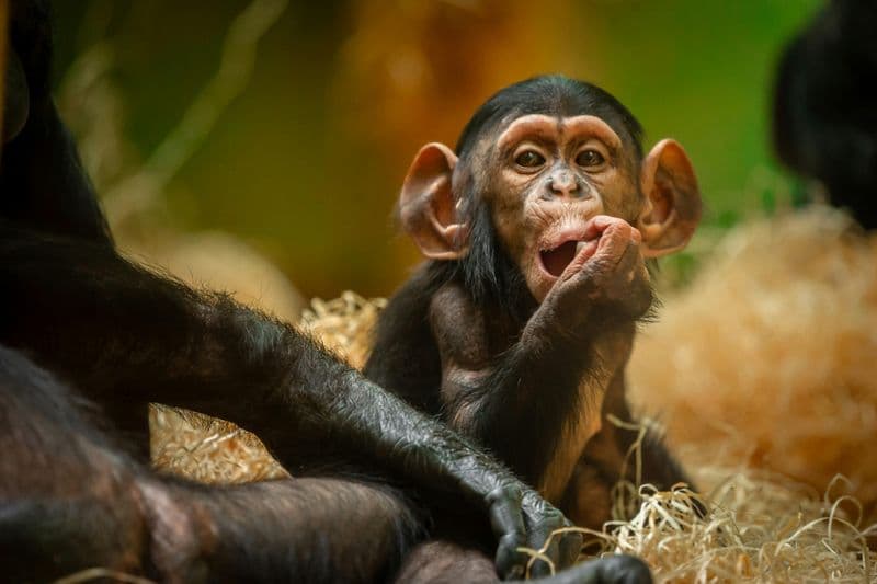 Billet ZOO Antwerpen : Billet d'entrée