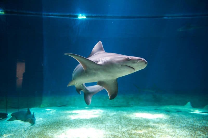 Billet Sea Pass : Aquarium de Gênes et entrée au musée de Galata + visite du port en bateau