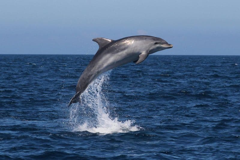 Billet Sagres : Observation des dauphins et visite guidée des grottes