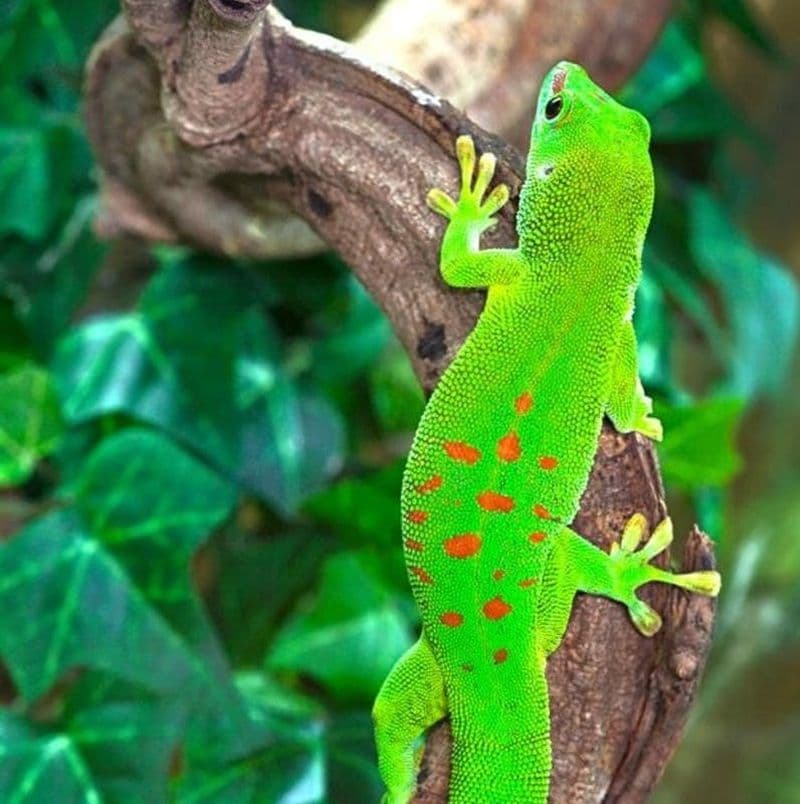 Billet Planet Exotica : Billet d'entrée