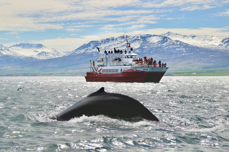 Billet Akureyri : Croisière d'observation des baleines