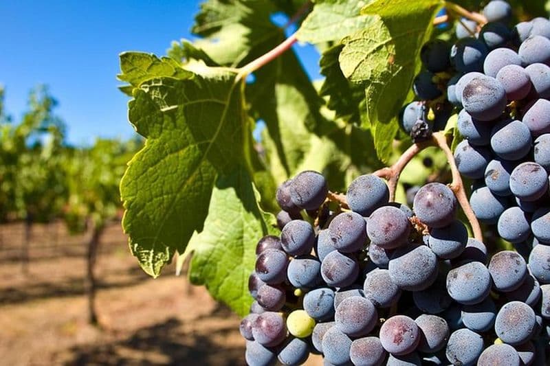 Billet Tour du vin + Pompéi