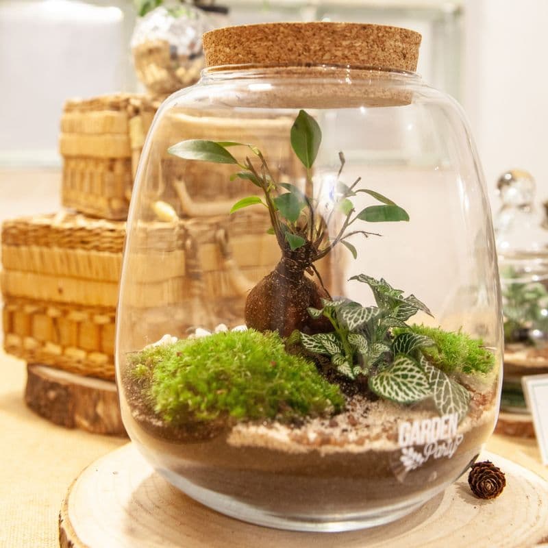Billet Atelier - Réalisez votre terrarium de taille S