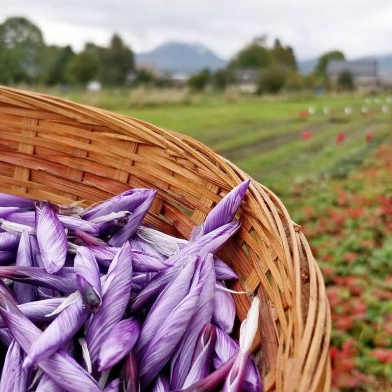 Billet Atelier - Visitez une safranière et dégustez des spécialités