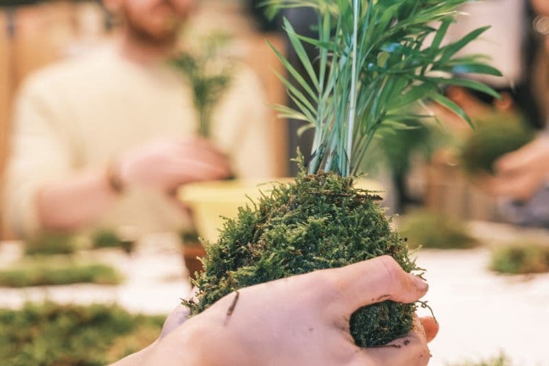 Billet Réalisez votre Kokédama