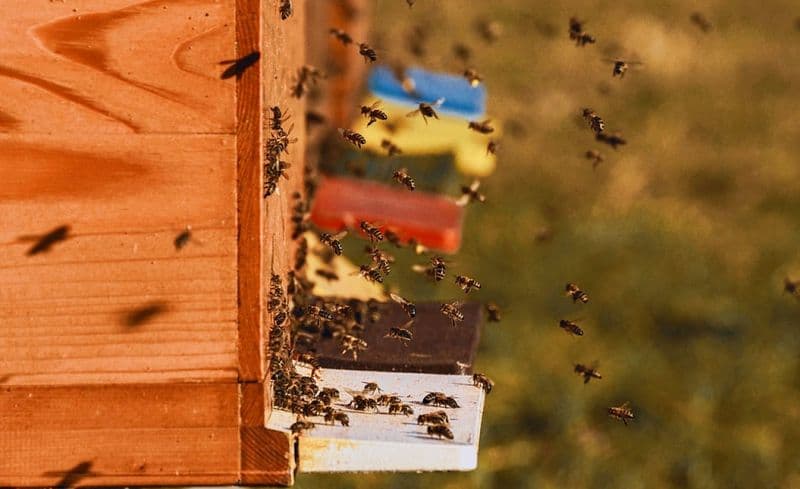 Billet Plongez-vous dans le monde merveilleux des abeilles