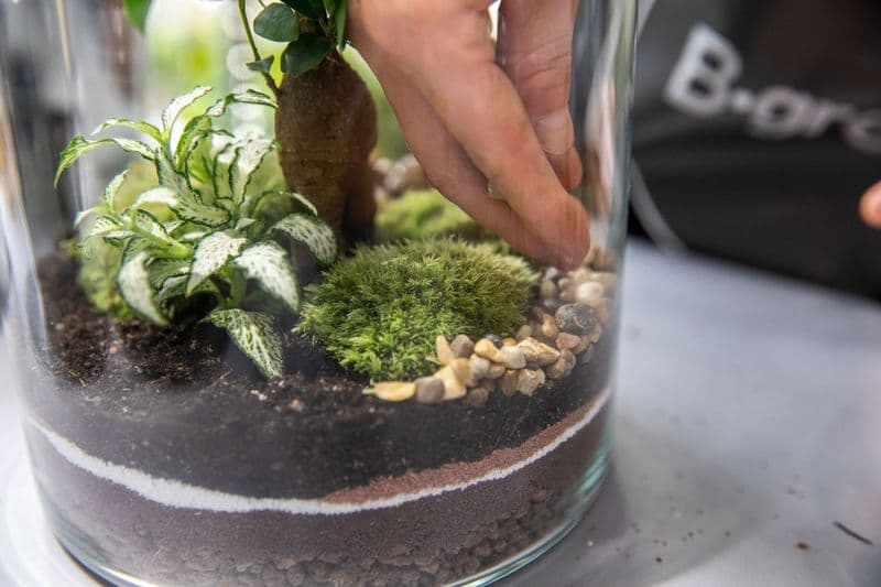 Billet Créez votre terrarium à votre image