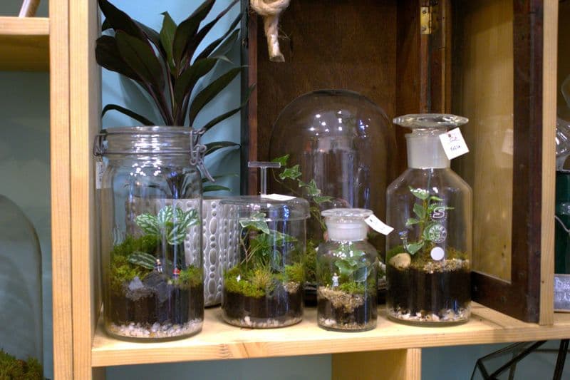 Billet Atelier - Créez vos terrariums en groupe