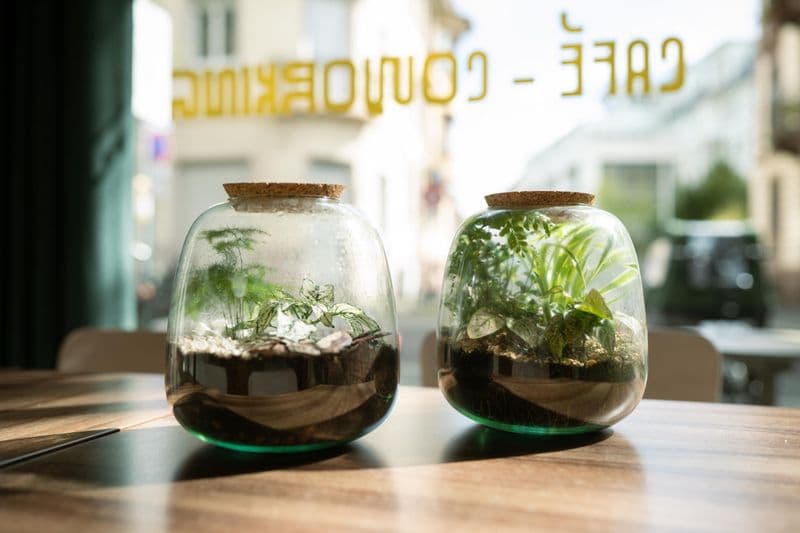 Billet Réalisez votre terrarium autour d'un apéro