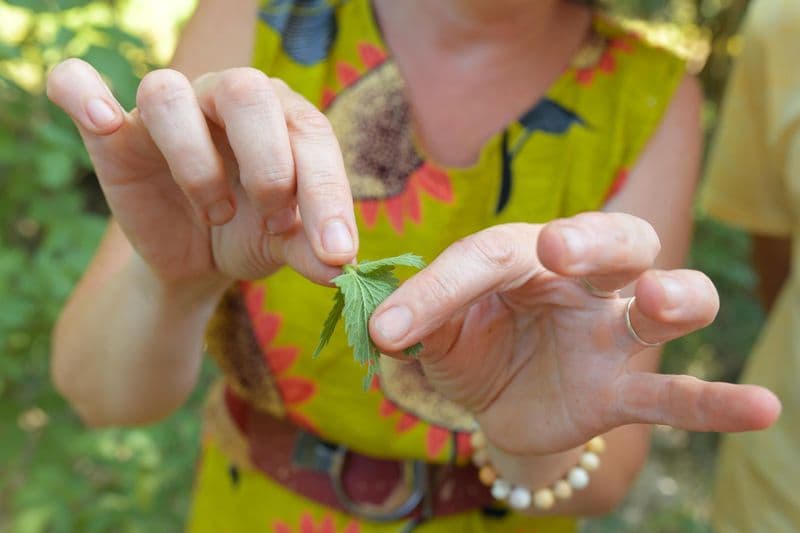 Billet Découvrez les plantes sauvages comestibles en balade