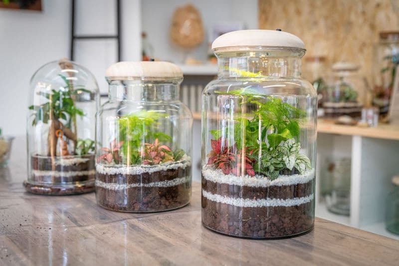 Billet Atelier - Créez votre terrarium