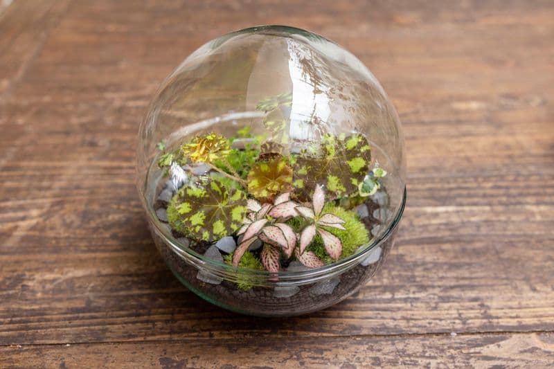 Billet Créez votre terrarium sphérique