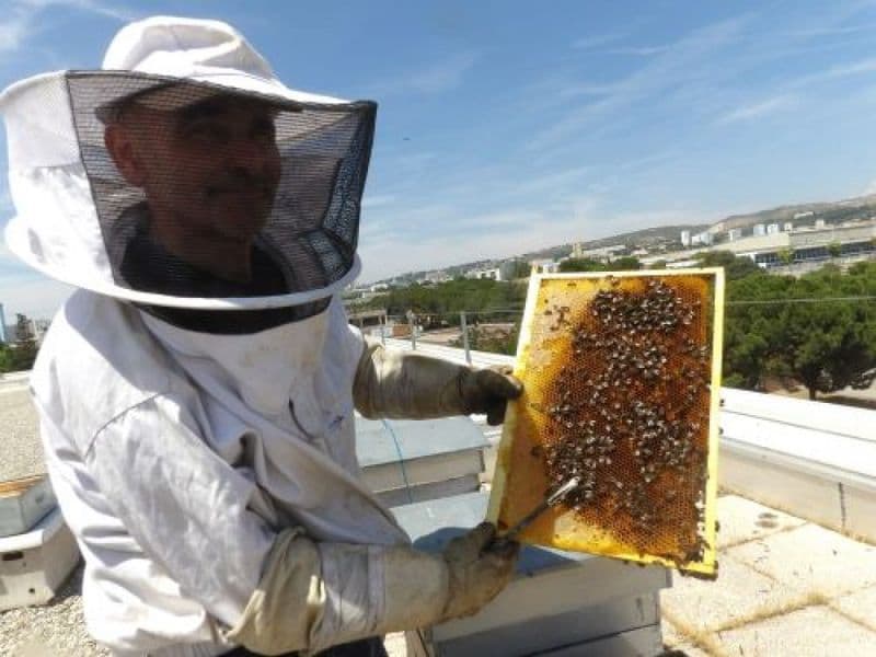 Billet Plongez-vous dans le monde merveilleux des abeilles