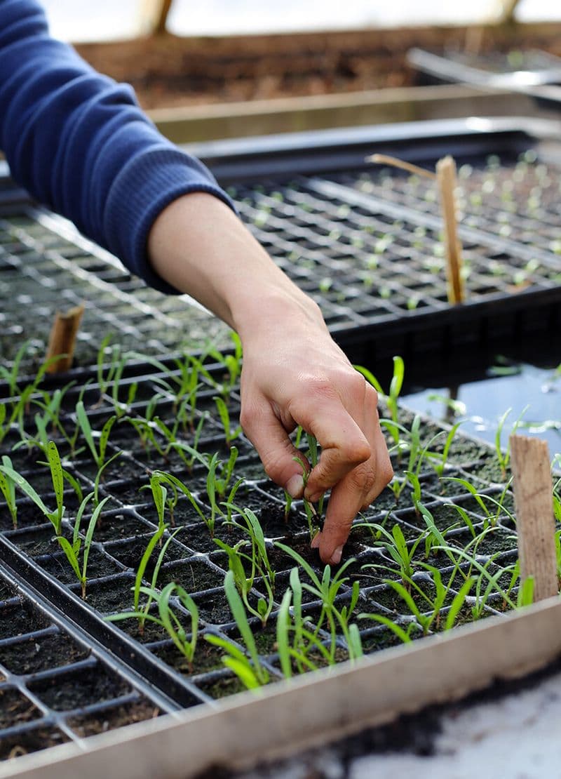 Billet Apprenez à récolter et à produire vos graines