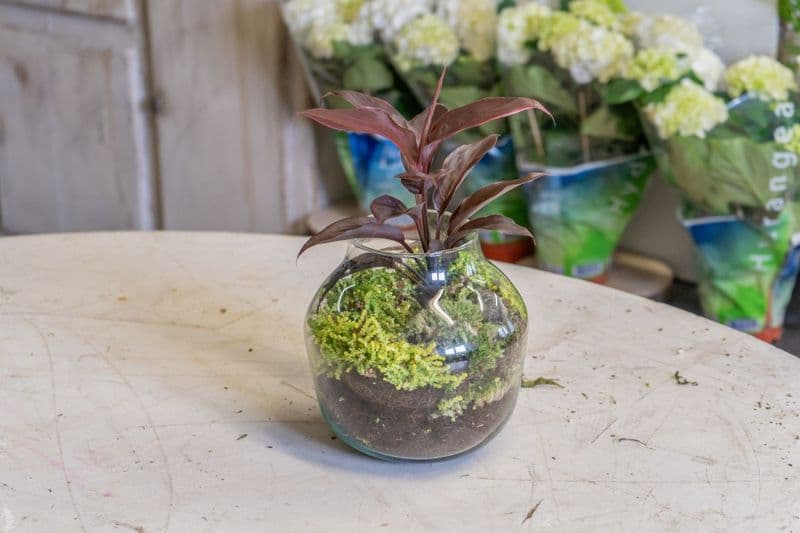 Billet Composez votre propre terrarium