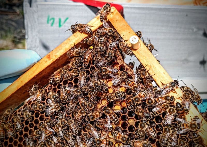 Billet Atelier - Découvrez l'apiculture