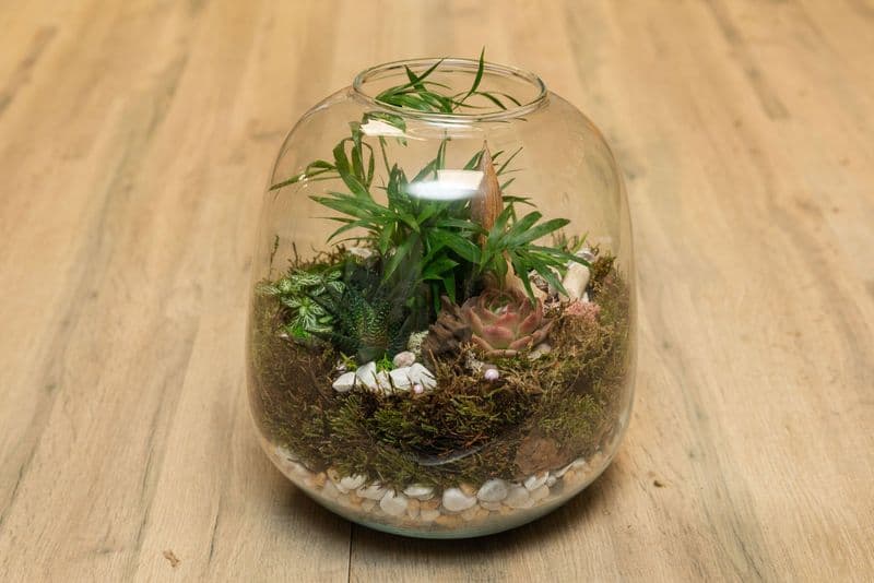 Billet Atelier - Réalisez votre terrarium