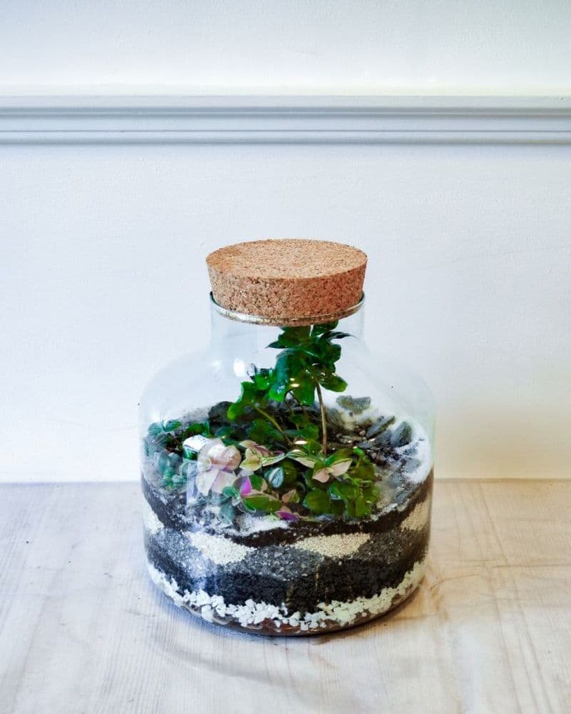 Billet Atelier - Créez votre terrarium