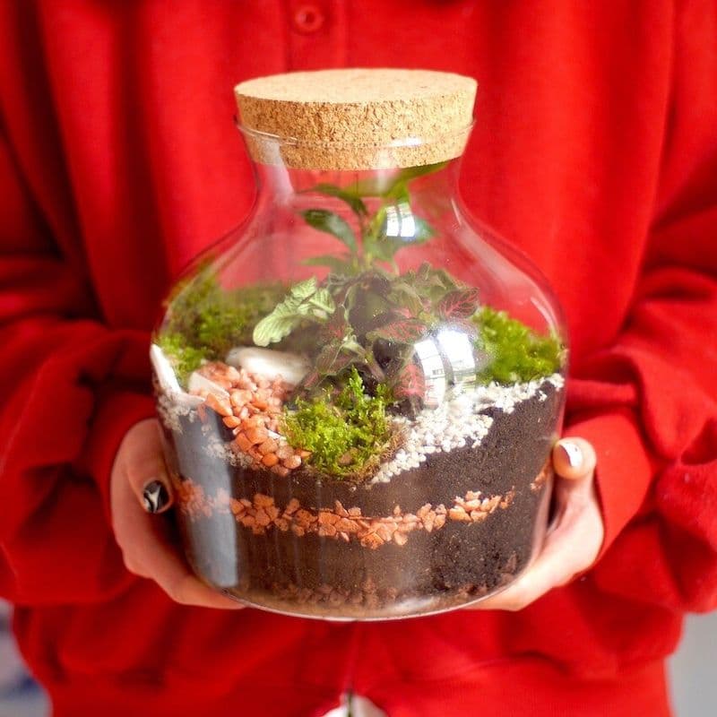 Billet Composez votre terrarium
