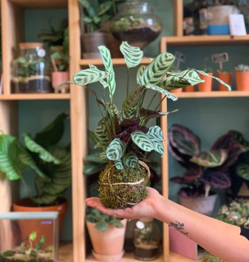 Billet Atelier - Créez votre kokedama XL