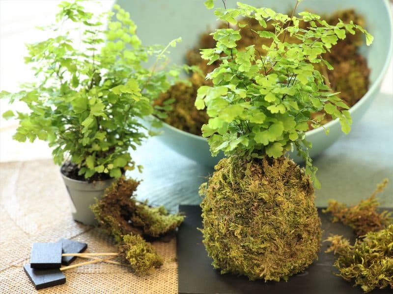 Billet Atelier - Réalisez votre kokedama