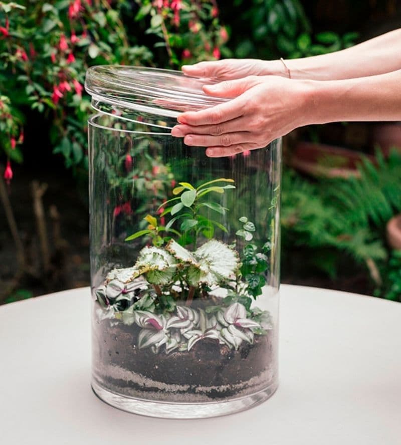Billet Créez votre terrarium XL