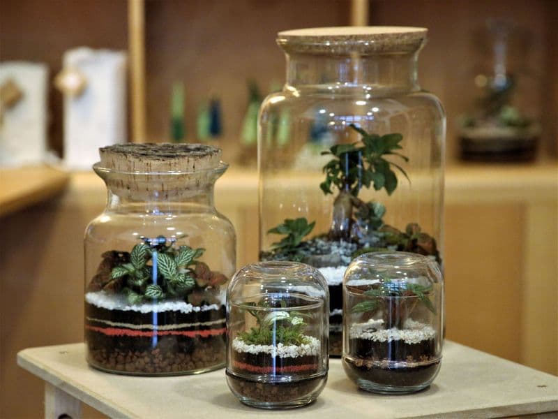 Billet Réalisez votre terrarium