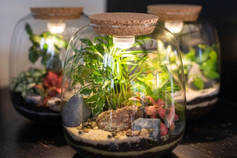 Billet Créez votre terrarium lumineux