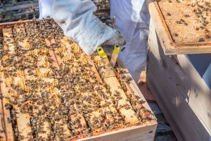 Billet Initiez-vous à l'apiculture