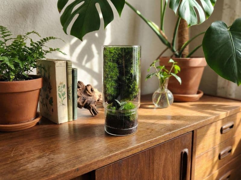 Billet Atelier - Réalisez un terrarium