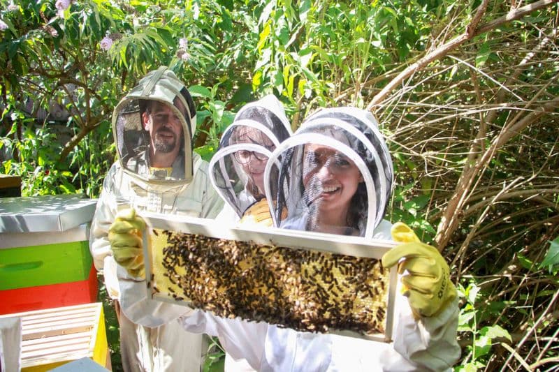 Billet Initiez-vous à l'apiculture