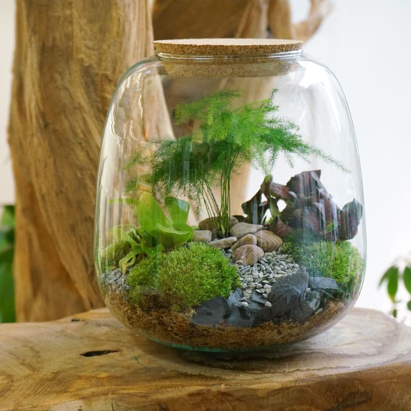 Billet Créez votre terrarium (Taille M)
