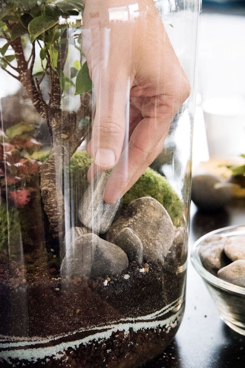 Billet Créez un grand terrarium