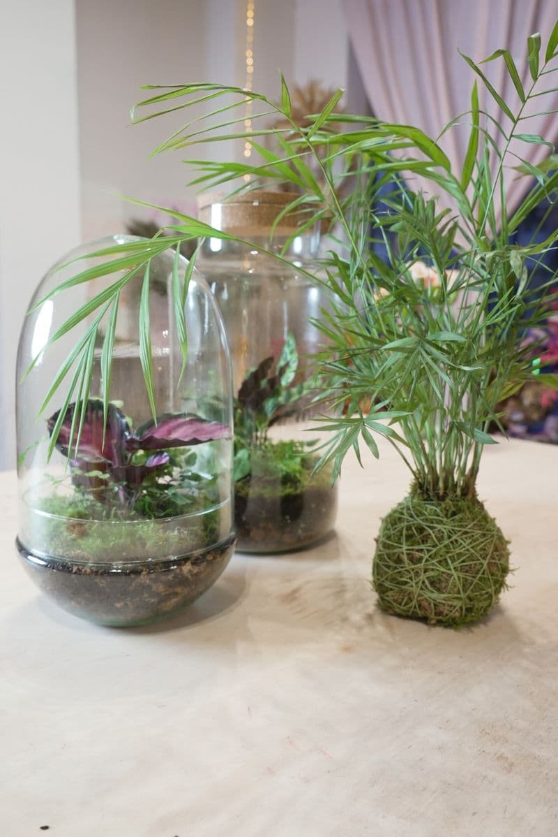 Billet Composez votre grand terrarium