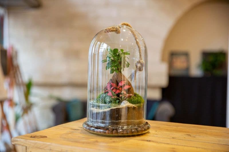 Billet Atelier - Créez votre terrarium sous cloche