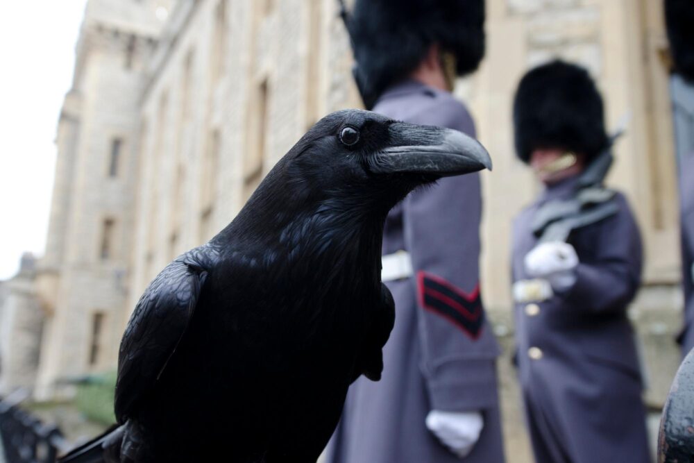 Les corbeaux de la Tour de Londres