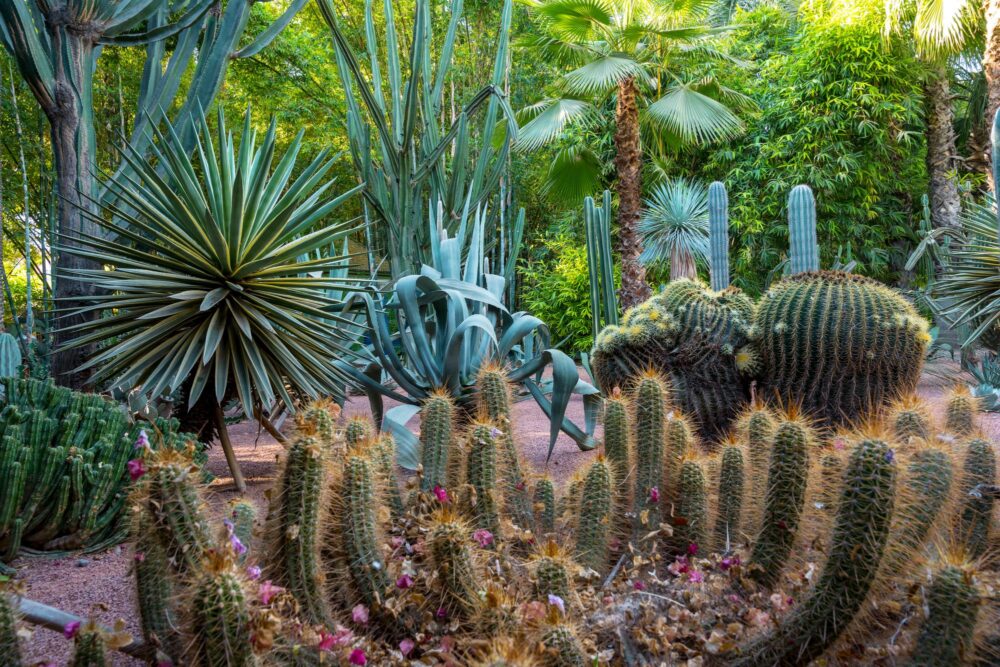 Jardin Majorelle à Marrakech