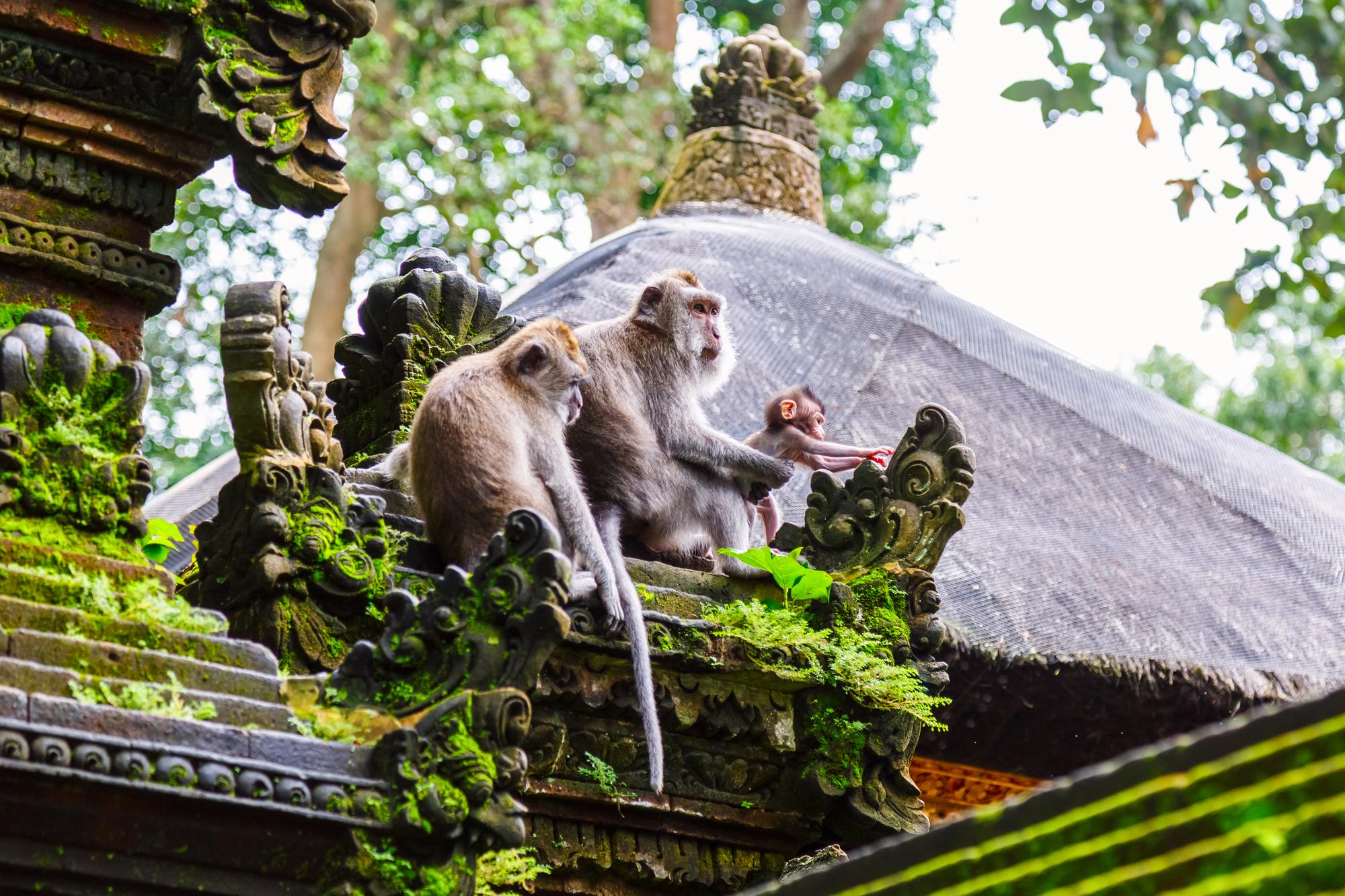 Forêt des singes d&rsquo;Ubud