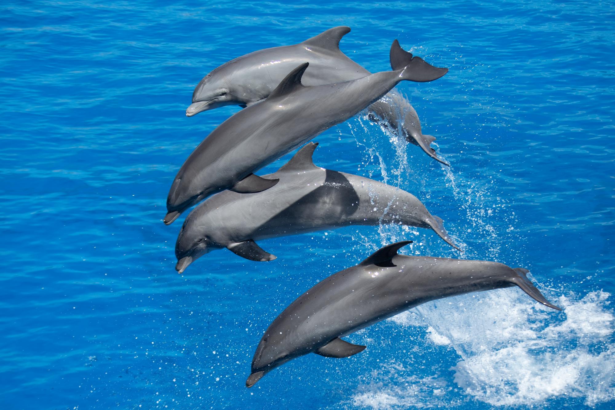 Les meilleures excursions d’observation de dauphins à Miami
