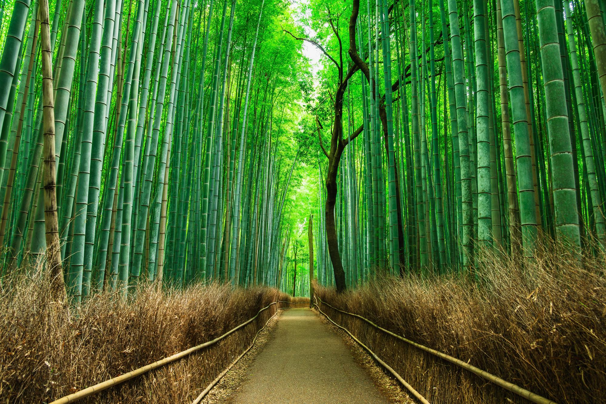 Bambouseraie d&rsquo;Arashiyama