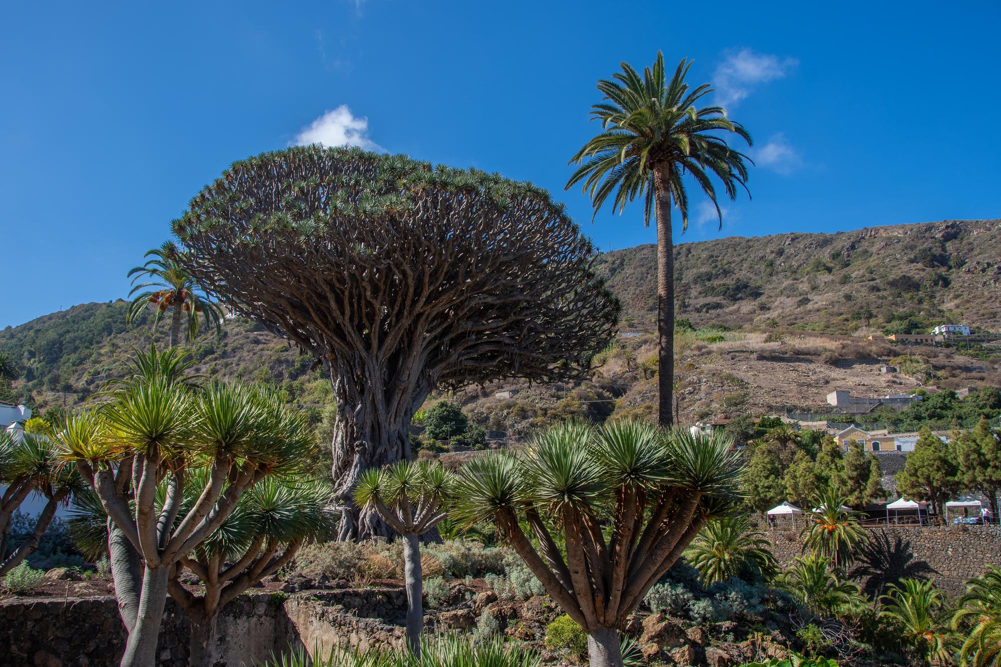 Parc du Dragonnier millénaire