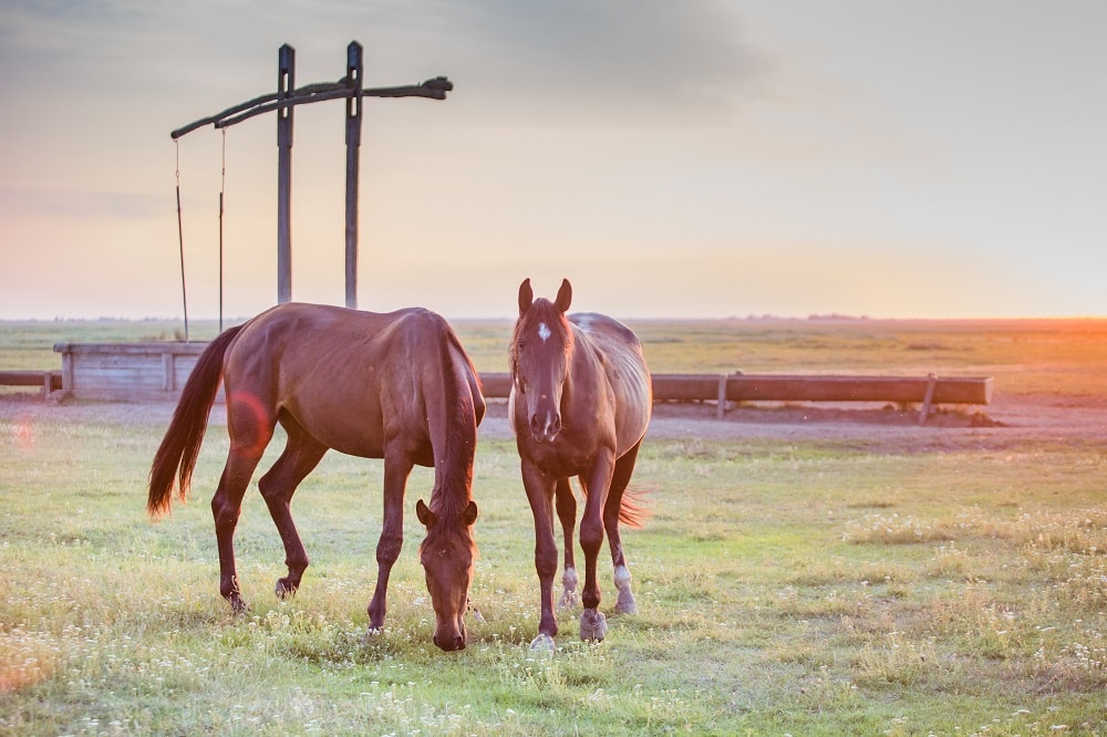 Parc national de Hortobágy