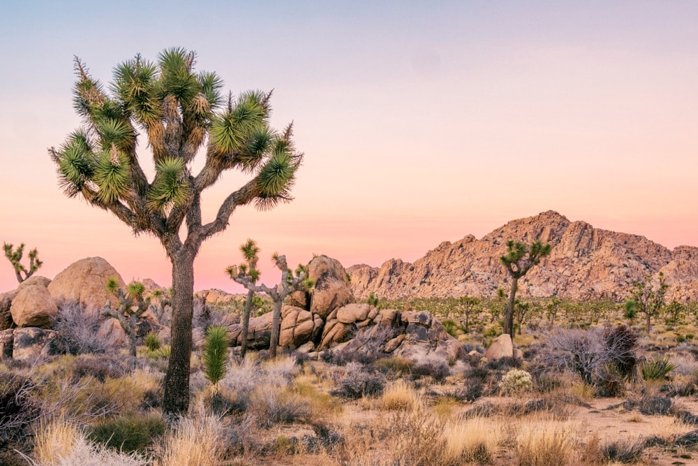 Parc National de Joshua Tree