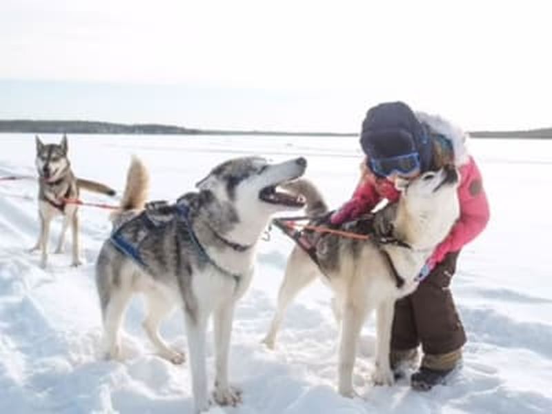 Billet Safari en chiens de traîneau et visite d'une ferme près de Rovaniemi