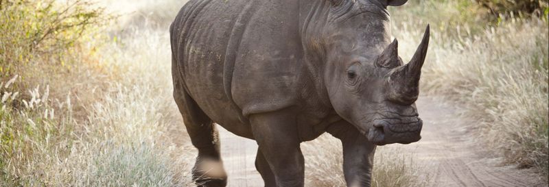 Excursion privée dans la réserve de Bandia et au lac Rose