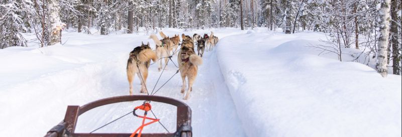 Billet Balade en traîneau tiré par des chiens huskies à Rovaniemi