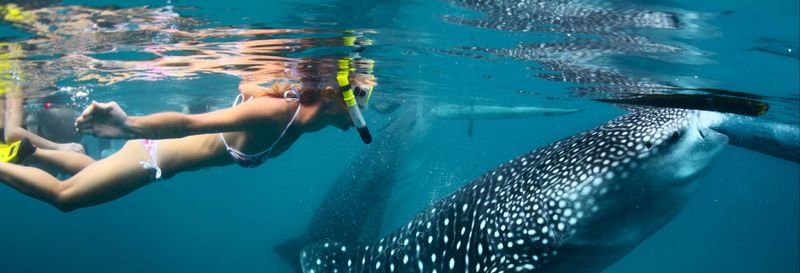 Snorkeling avec des requins-baleines et des raies manta