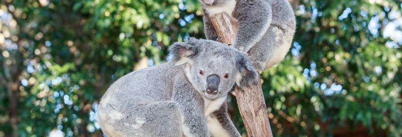Billet pour le Currumbin Wildlife Sanctuary