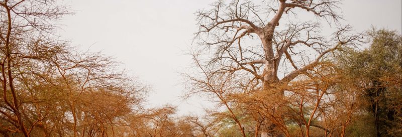 Excursion privée dans la réserve de Bandia et au lac rose